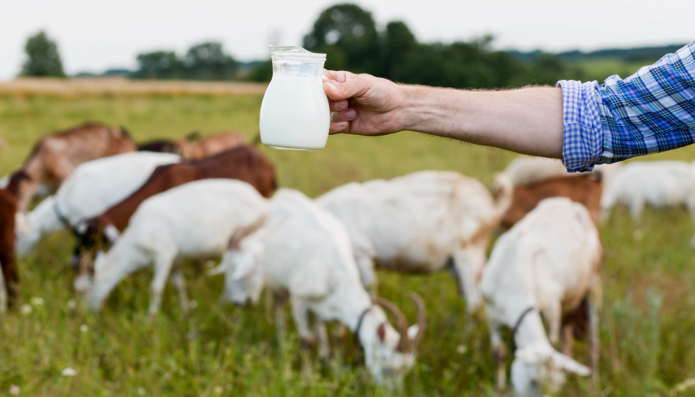 Top Meal Replacement Shakes NZ for Quick Nutrition Symbiotics NZ
